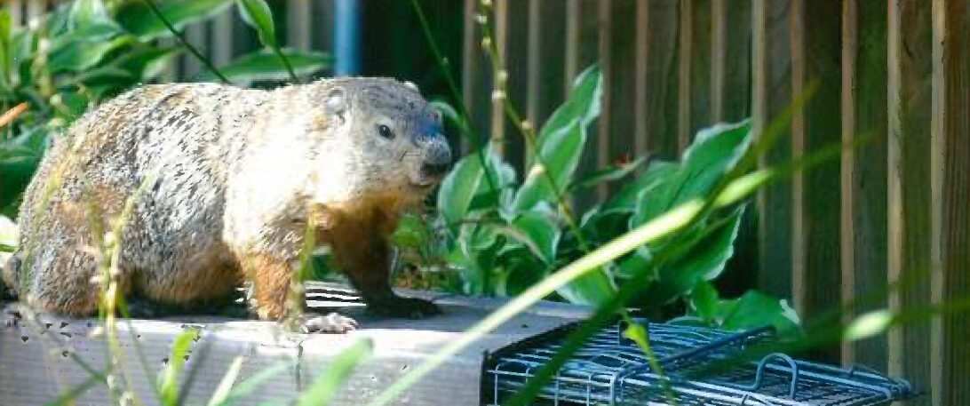 Groundhog-Woodchuck-Whistle-Pig